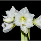 Amaryllis weiß - Tag 3