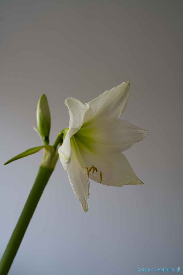 Amaryllis weiß_1