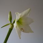 Amaryllis weiß_1