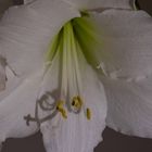 Amaryllis weiß_3