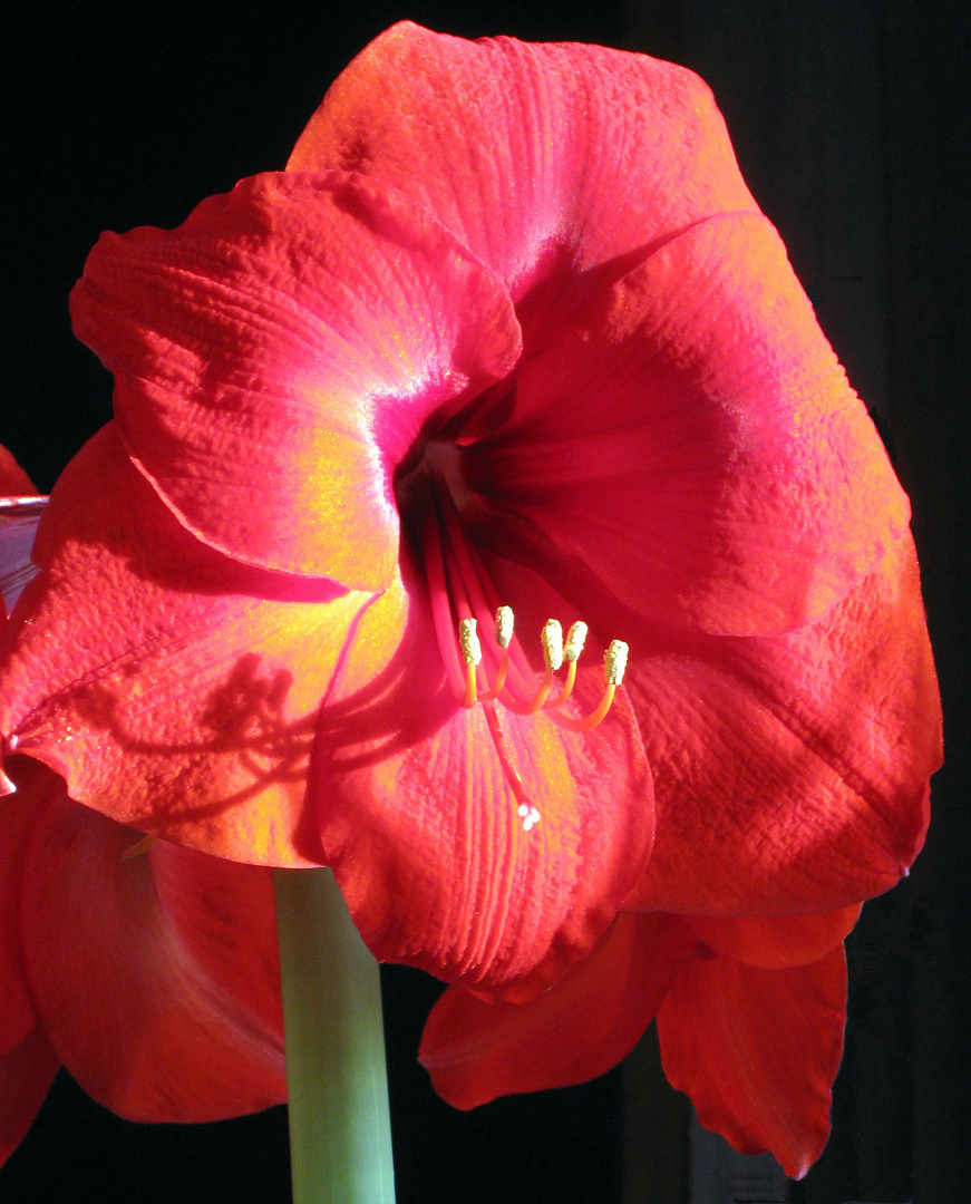 Amaryllis, wissenschaftlich Hippeastrum, umgangssprachlich Ritterstern...