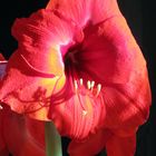 Amaryllis, wissenschaftlich Hippeastrum, umgangssprachlich Ritterstern...