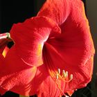 Amaryllis, wissenschaftlich Hippeastrum, umgangssprachlich Ritterstern...