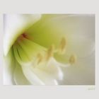 Amaryllis - zart