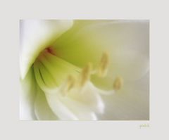 Amaryllis - zart