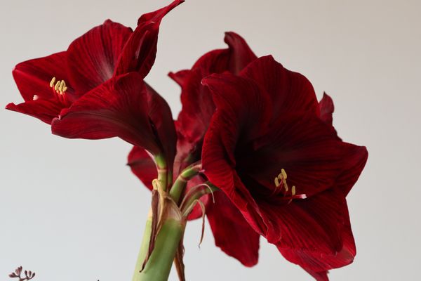 Amaryllis - zu dritt