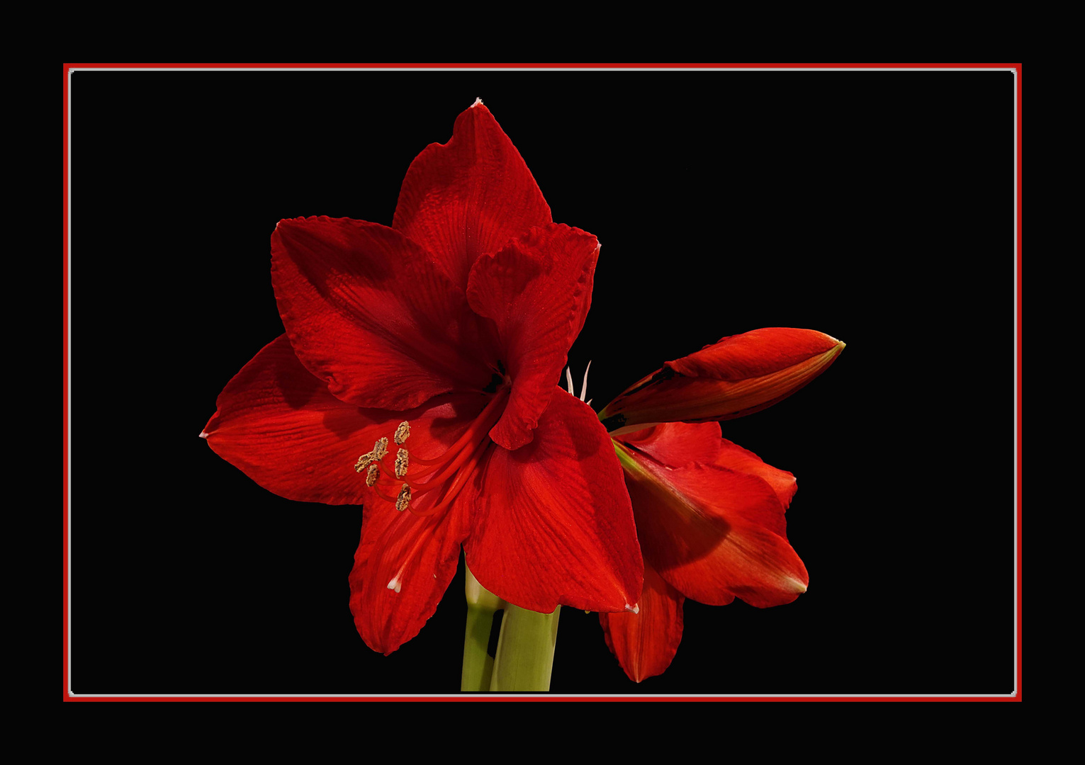 Amaryllis zum 2.Weihnachtstag