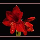 Amaryllis zum 2.Weihnachtstag