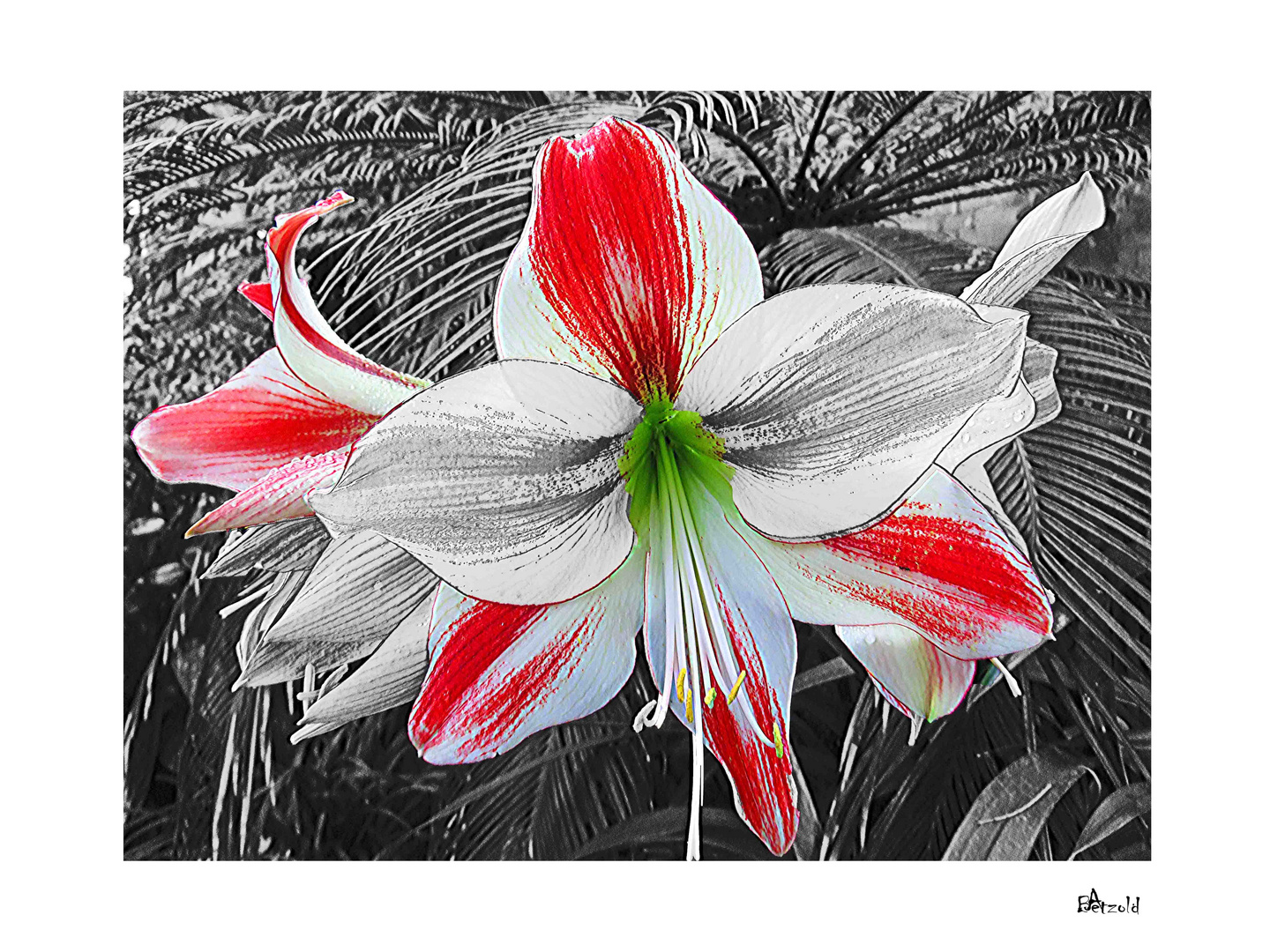 Amaryllis zum Mittwoch