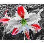 Amaryllis zum Mittwoch