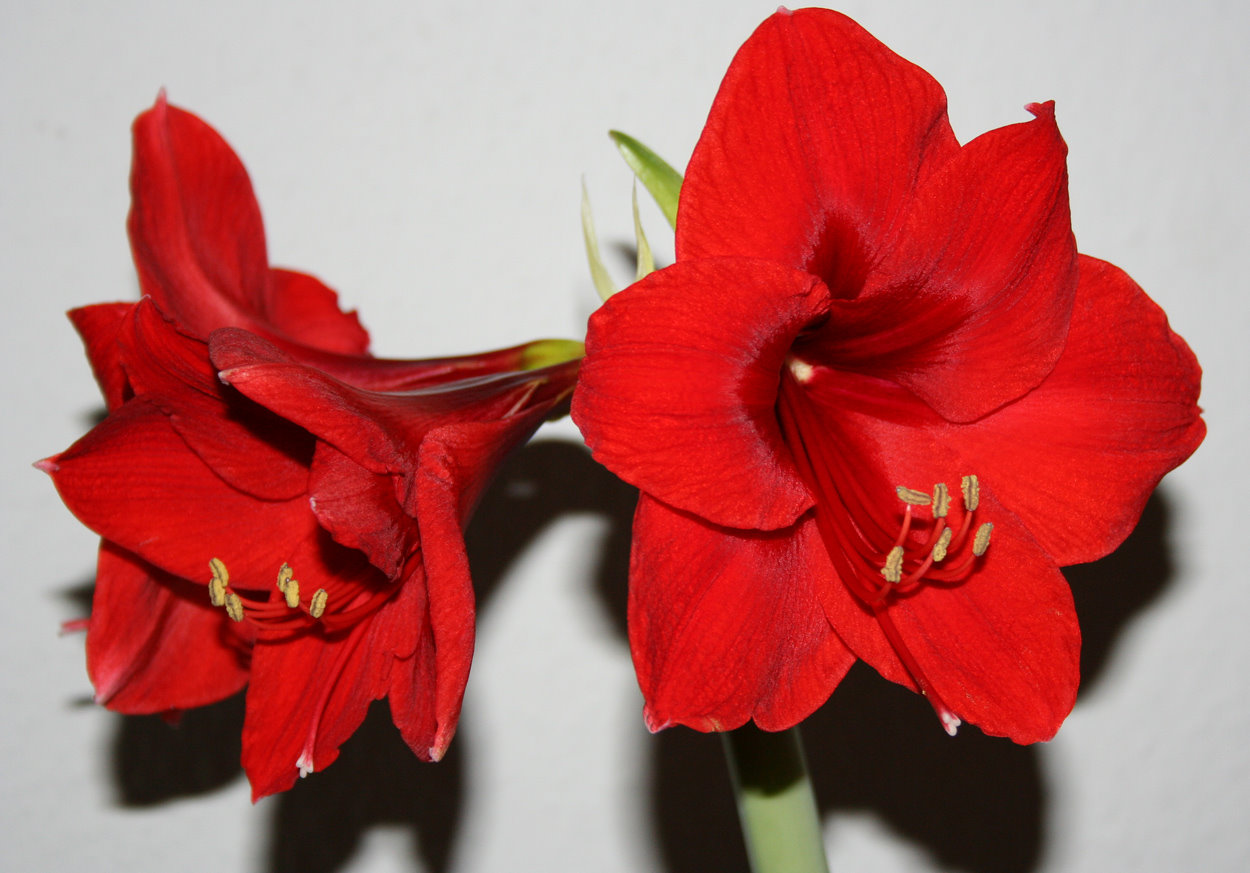 Amaryllis zum Sonntag