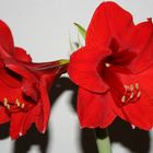 Amaryllis zum Sonntag