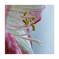 Amaryllis zur Zweiten