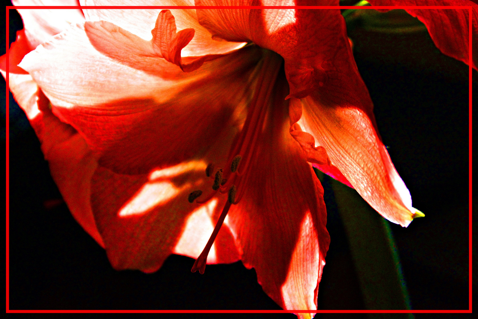 Amaryllis zwischen Licht und Schatten