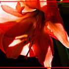 Amaryllis zwischen Licht und Schatten