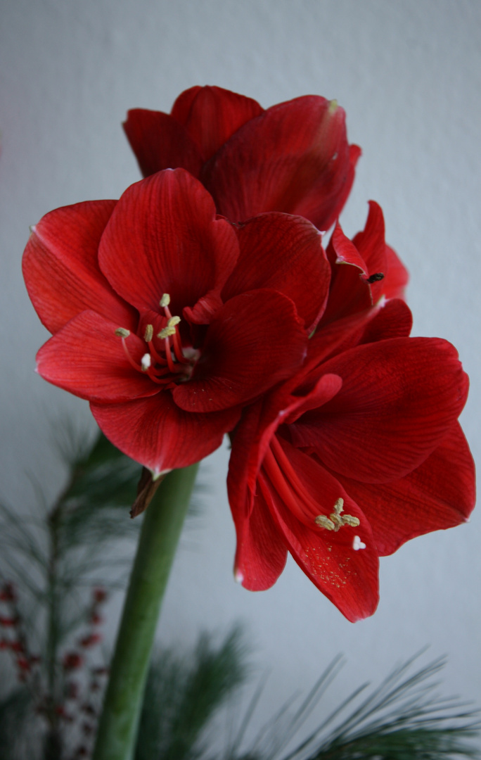 Amaryllis03