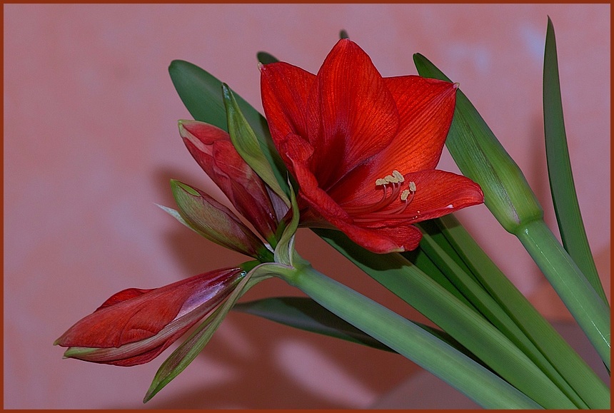 Amaryllis`09