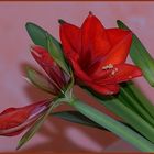 Amaryllis`09