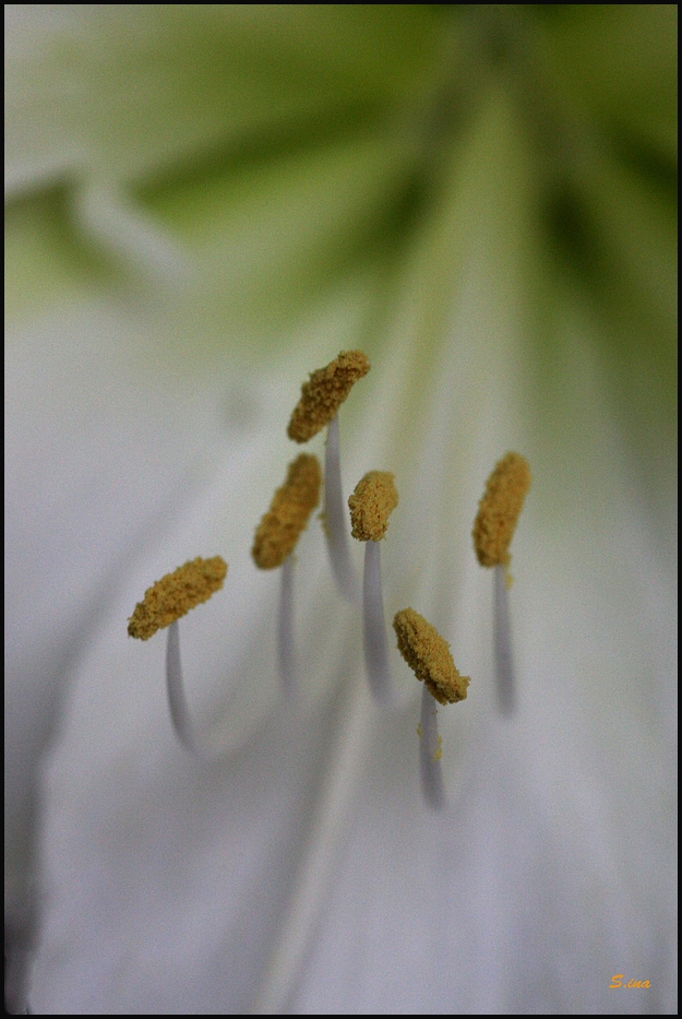 amaryllis1