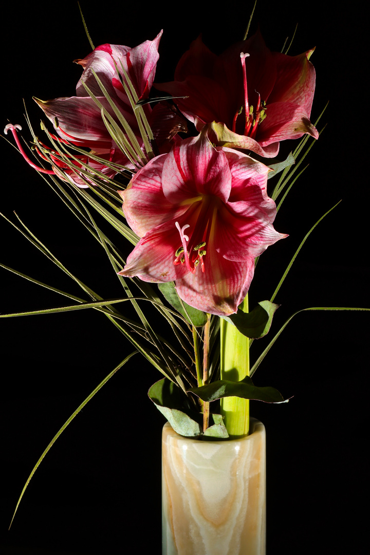 Amaryllis1