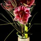 Amaryllis1