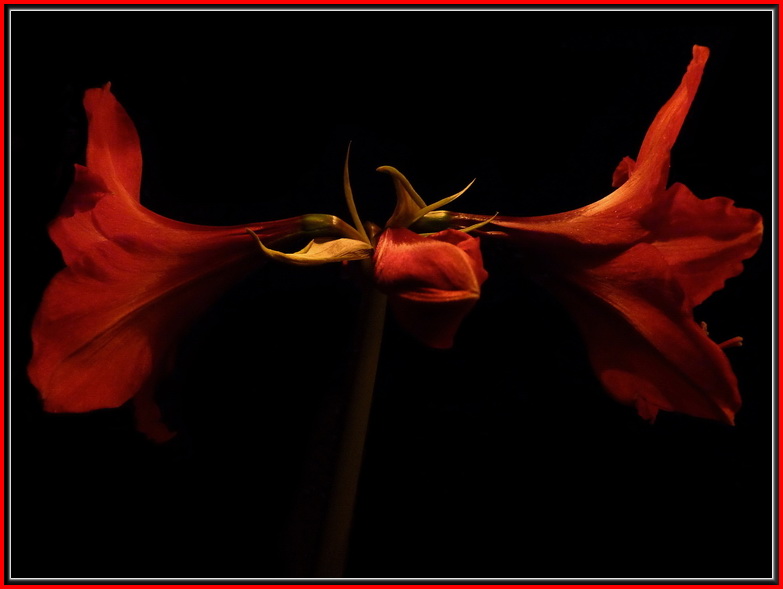 Amaryllis1