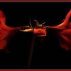 Amaryllis1