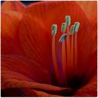 amaryllis1