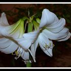 Amaryllis1