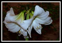 Amaryllis1