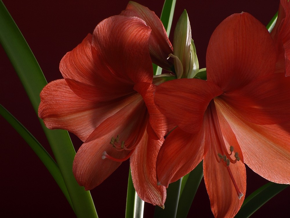 Amaryllis_2