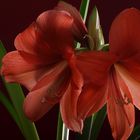 Amaryllis_2