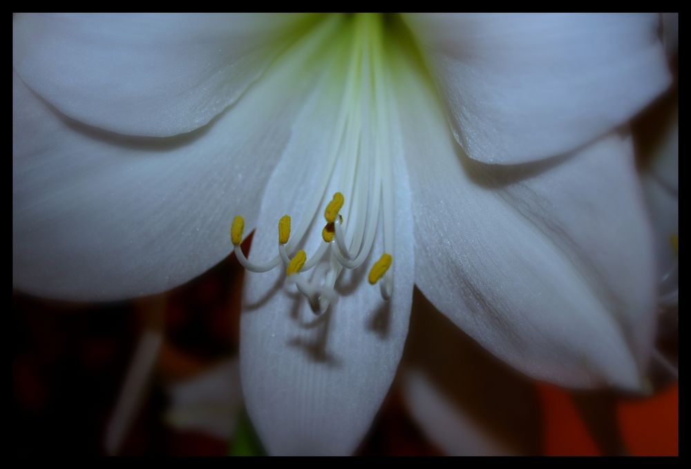 Amaryllis2