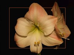 Amaryllis2