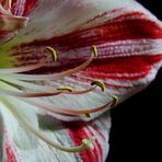 Amaryllis2