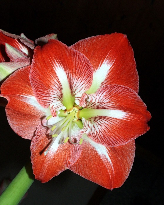 Amaryllis2