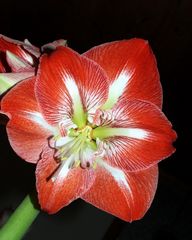 Amaryllis2