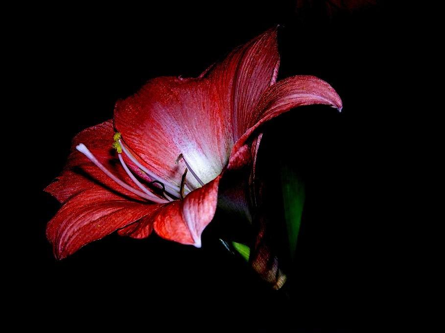 Amaryllis2