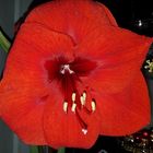 Amaryllis2