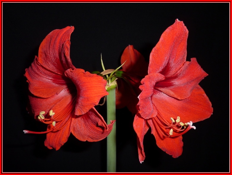 Amaryllis2...