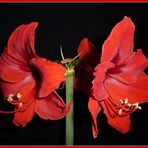 Amaryllis2...