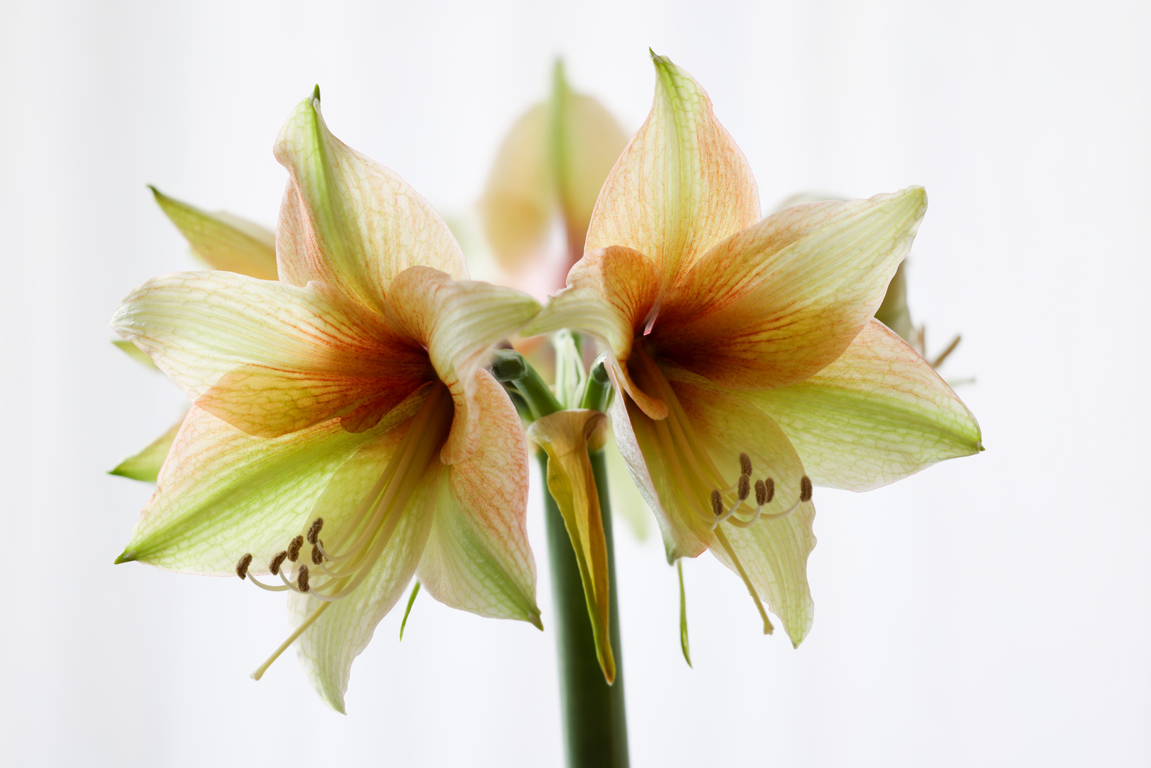 Amaryllis_2023