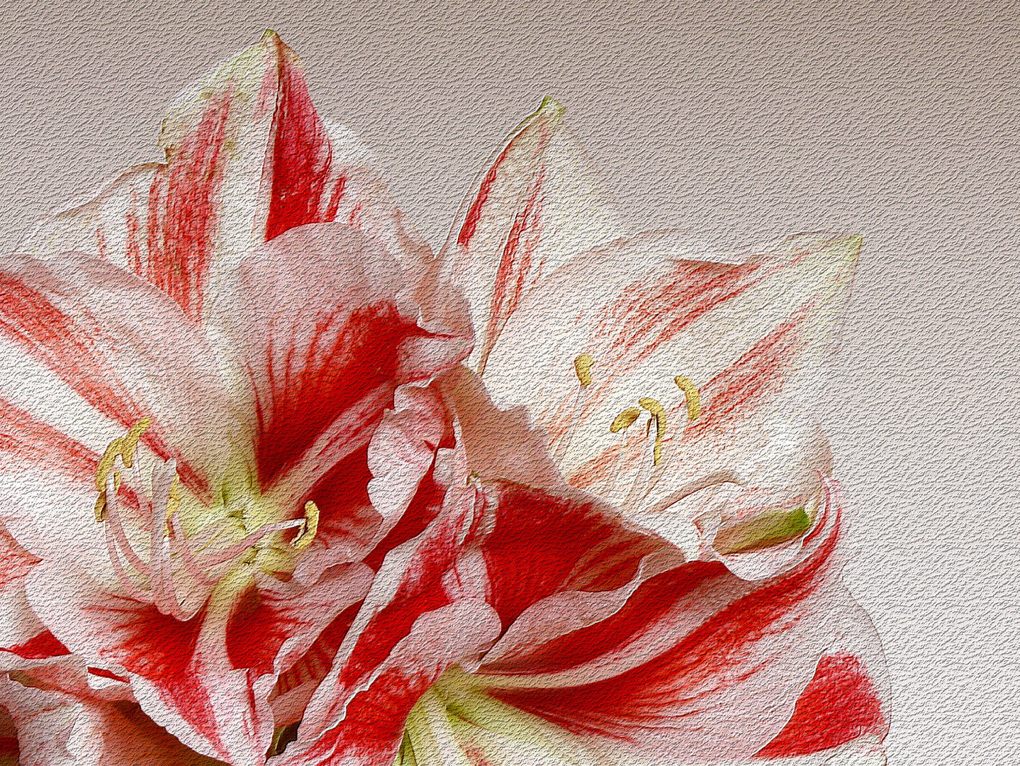 amaryllis20x15_klein