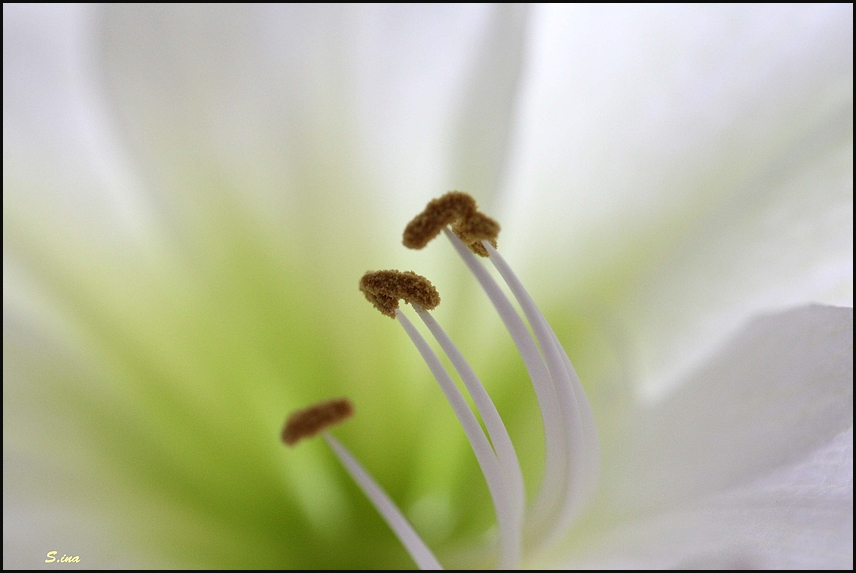 amaryllis3