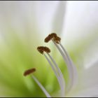 amaryllis3