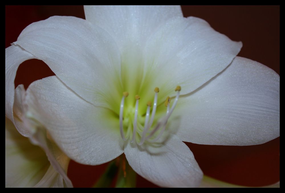 Amaryllis3