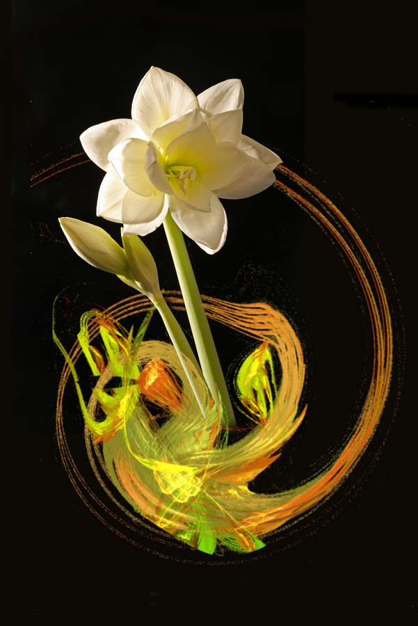 Amaryllis_Apophysis