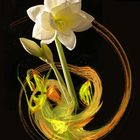 Amaryllis_Apophysis