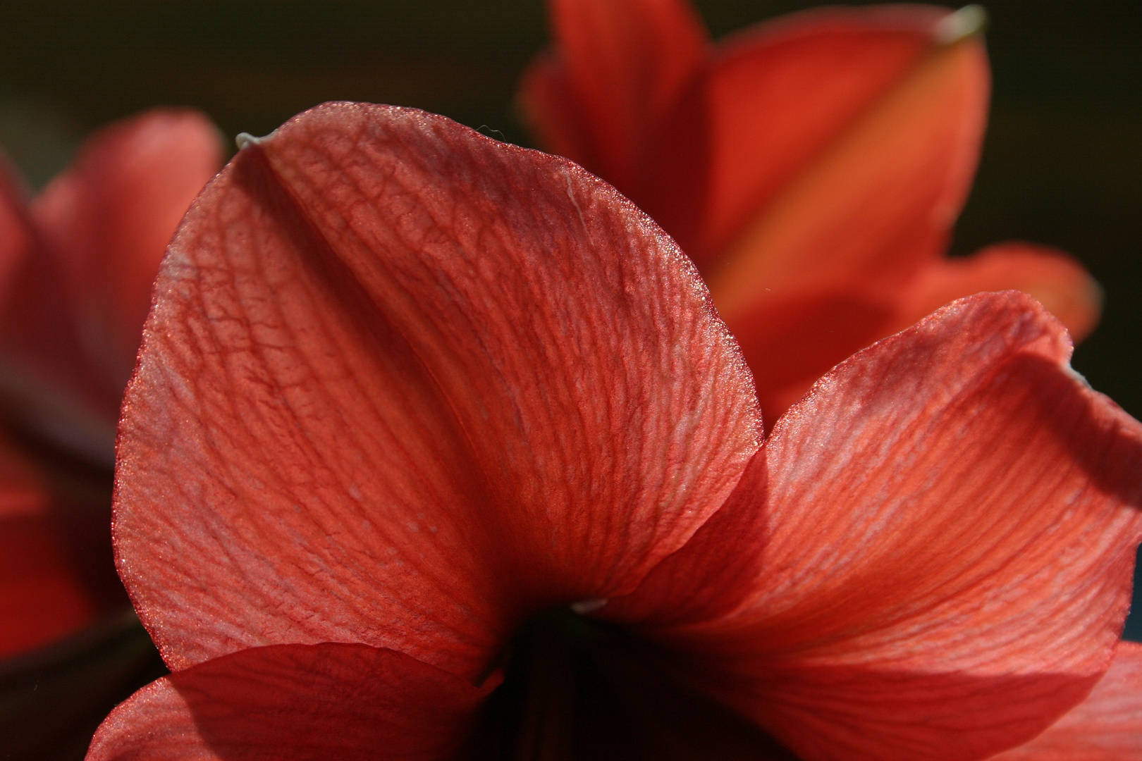 Amaryllisblüte im Gegenlicht