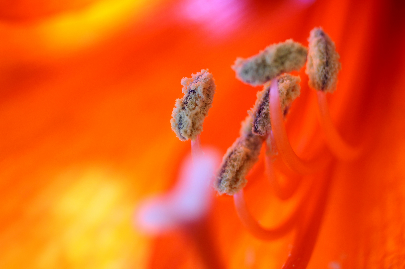 Amaryllisblüte - mal ganz nah und anders